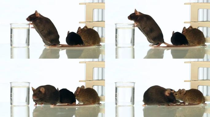 肥胖和对照小鼠