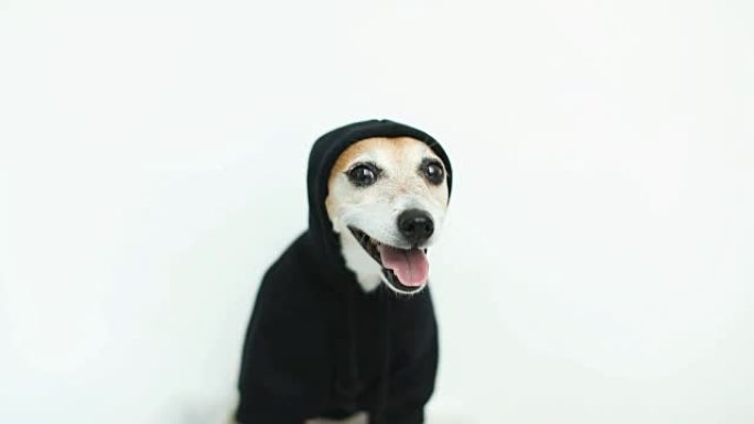 穿着黑色连帽衫的酷狗微笑。背景。录像