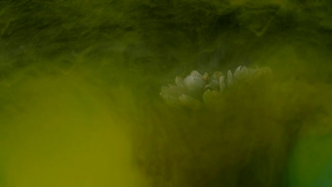 美丽的花朵与五颜六色的墨水混合物