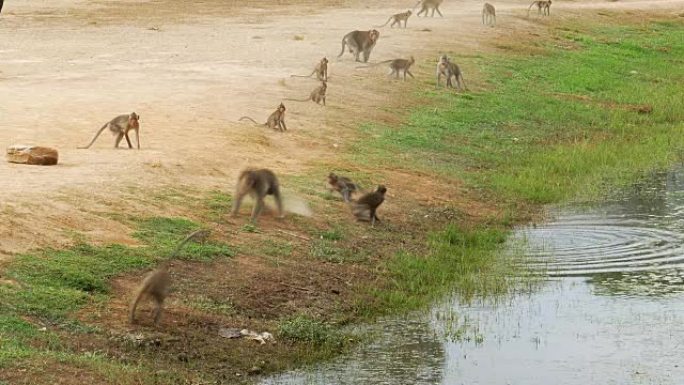 柬埔寨湖附近的猴子群