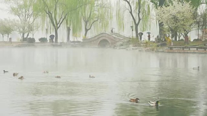 野鸭在春雨中嬉戏，雾气如梦