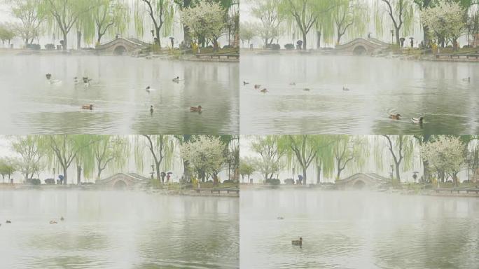 野鸭在春雨中嬉戏，雾气如梦