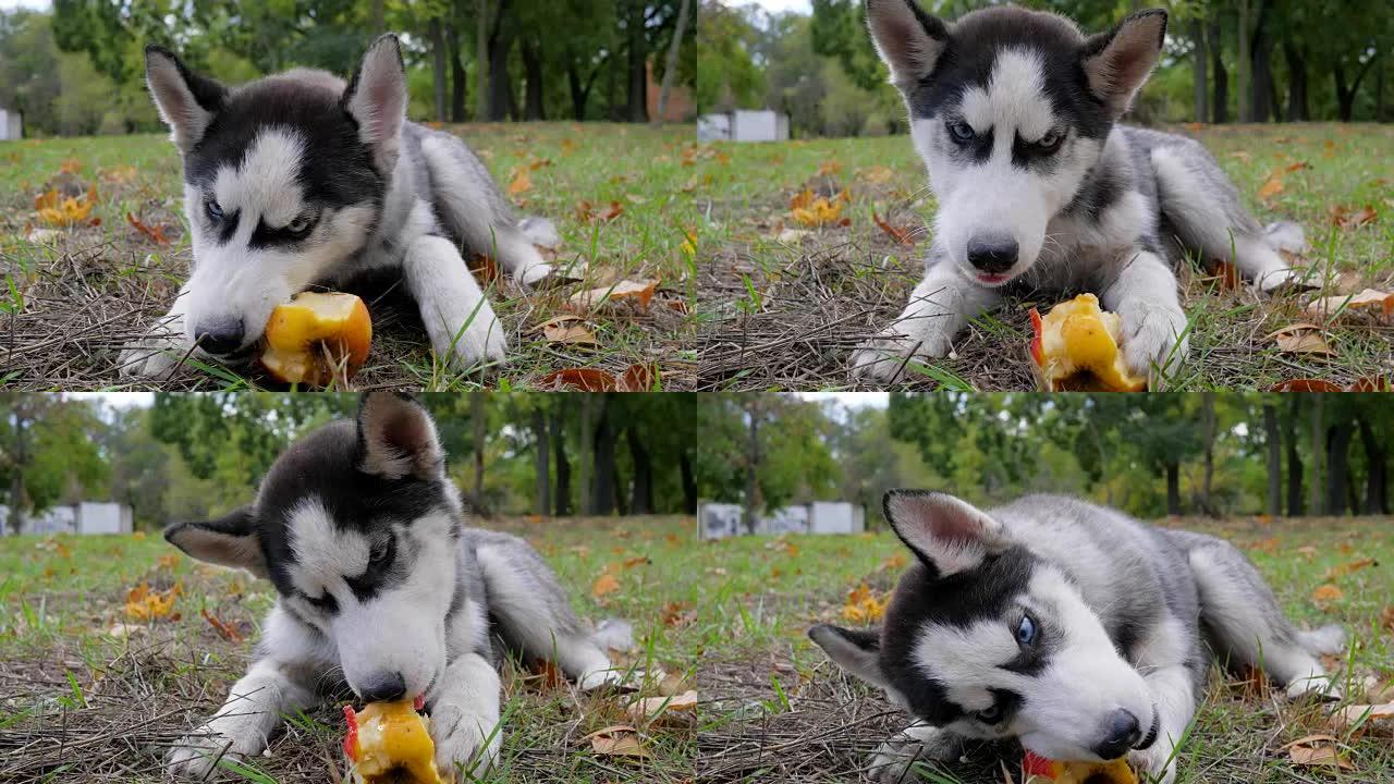 狗哈士奇在草地上吃苹果，秋天在公园的户外吃黄叶特写