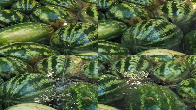 很多大西瓜躺在水里。夏季水果背景