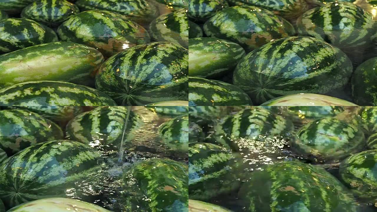 很多大西瓜躺在水里。夏季水果背景