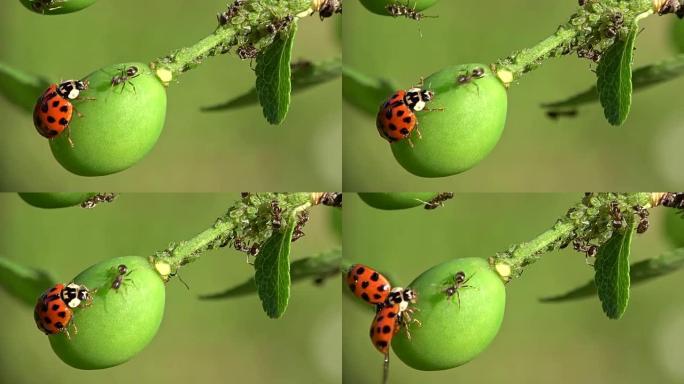 一只蚂蚁用plant lose，macro，4K在小树枝上移动了瓢虫