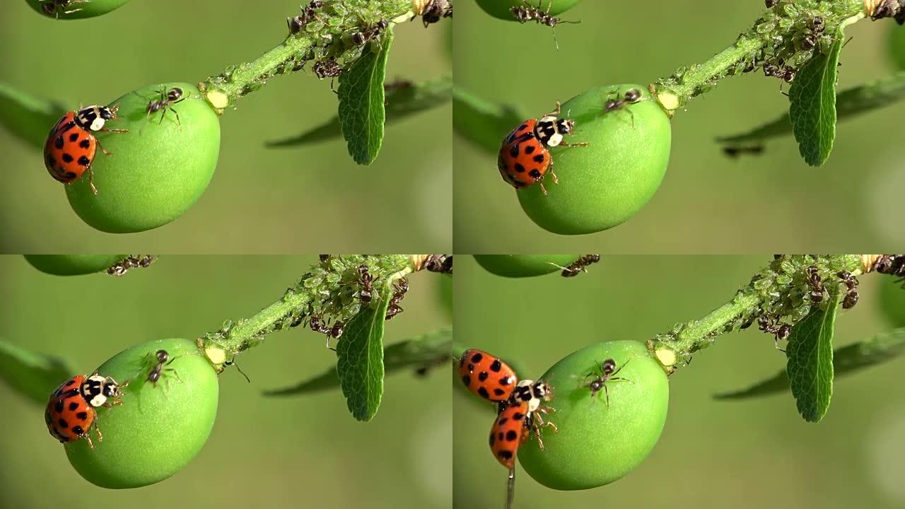 一只蚂蚁用plant lose，macro，4K在小树枝上移动了瓢虫