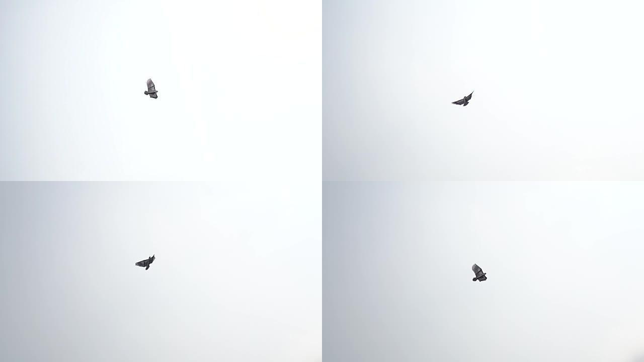 鹰风筝在天空中飞翔。