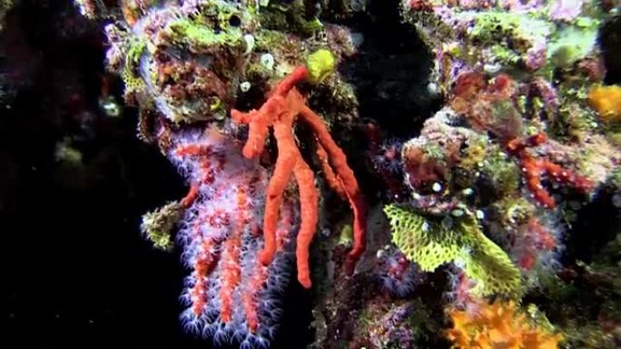 地中海红珊瑚的特写