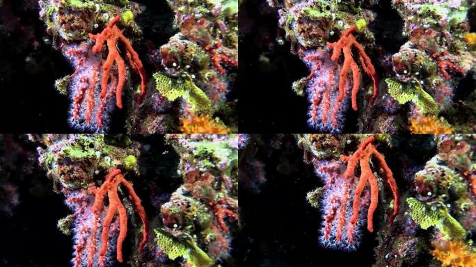 地中海红珊瑚的特写