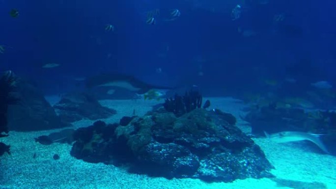 珊瑚礁的水下生活。鲨鱼、射线和其他鱼类。大型水族馆。
