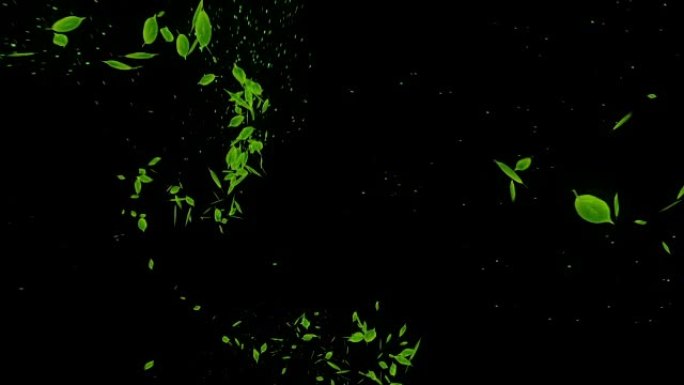 飘落绿叶的旋转，CG动画