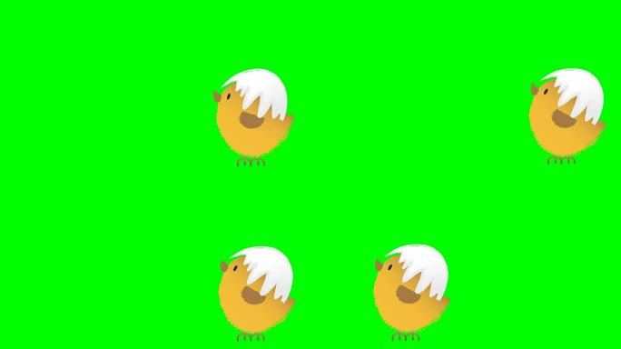 彩色键绿色屏幕背景上有一只跳跃的可爱蓬松复活节鸡的动画，蛋壳破裂，动画手绘卡通人物。