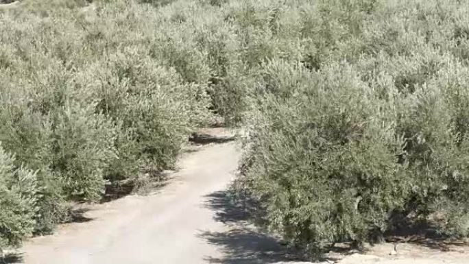 西班牙旱地上的一排排橄榄树