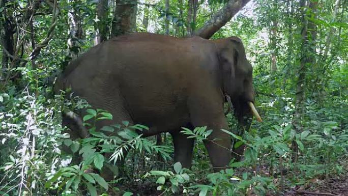 大象在树上挠挠背的侧视图