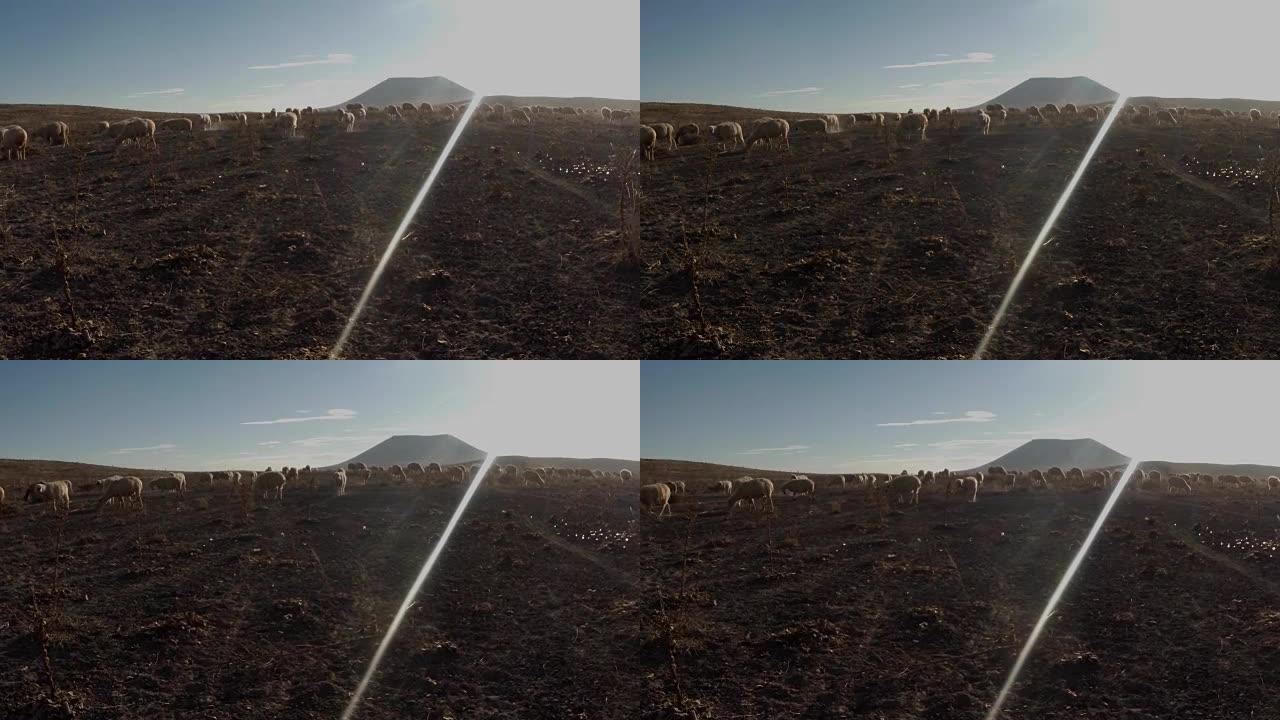 绵羊在尘土飞扬的遥远火山中吃草和荆棘