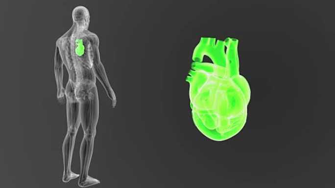 人体心脏与解剖学一起放大