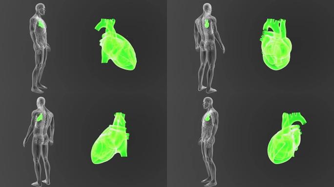 人体心脏与解剖学一起放大