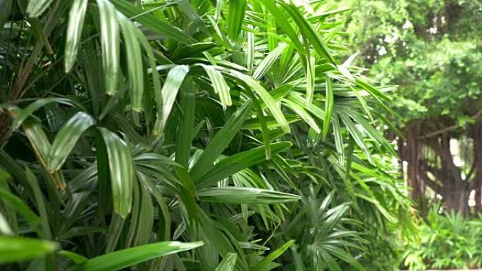 4k慢动作中的夏威夷热带植物