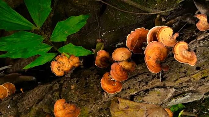 橙色灵芝蘑菇生长在雨林中的一棵树上