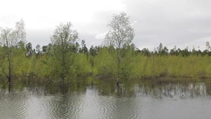 西伯利亚针叶林河水位上涨