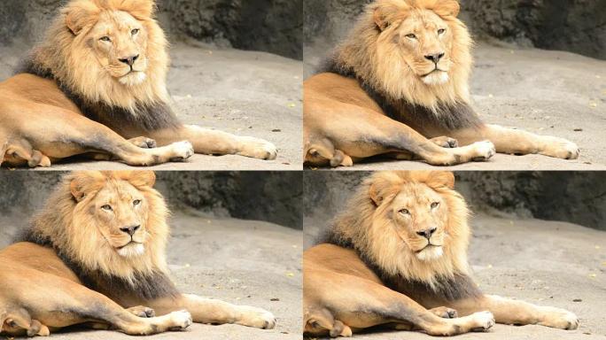 丛林之王狮子