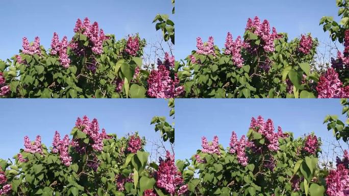 紫丁香的枝花映红蓝天