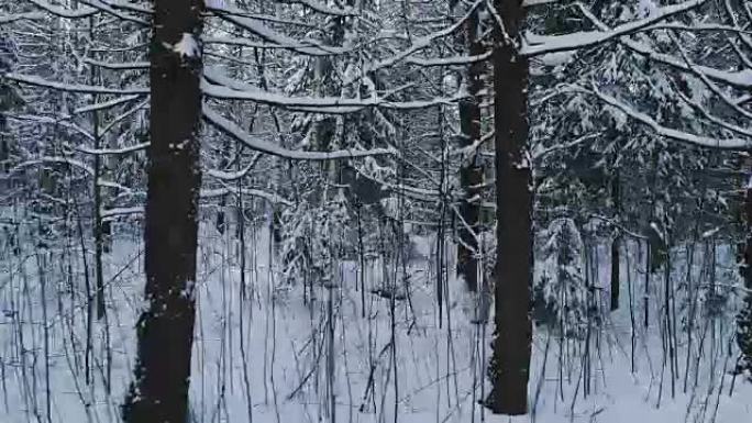 空中视频冬天晚上美丽的森林景观。摄像机向左移动。