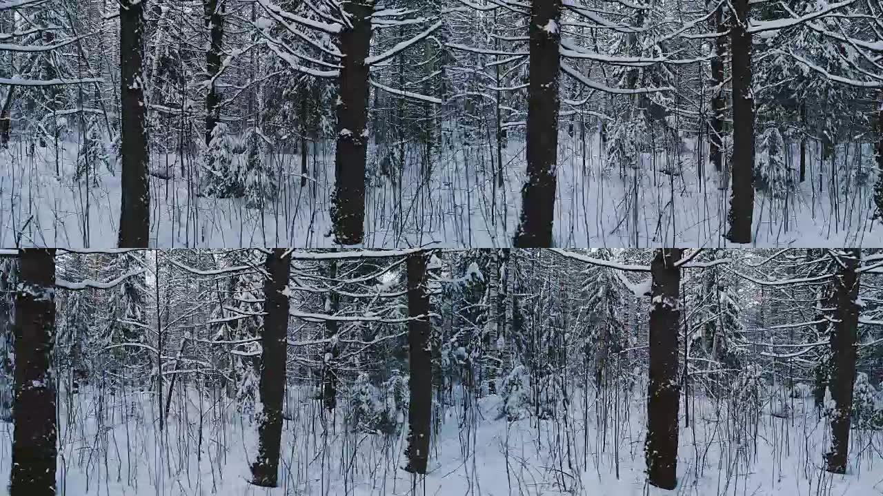空中视频冬天晚上美丽的森林景观。摄像机向左移动。