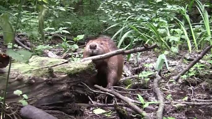 Beaver eating in natural environment