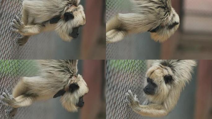 小猴子将自己倒立在笼子里，以4k分辨率检查周围的环境