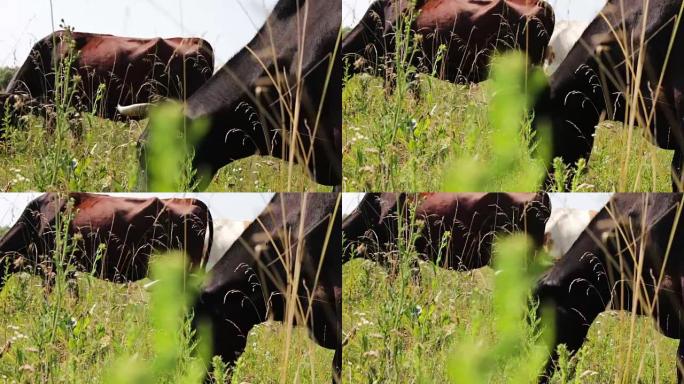 幼牛在夏天的草地上吃草，从下面穿过草