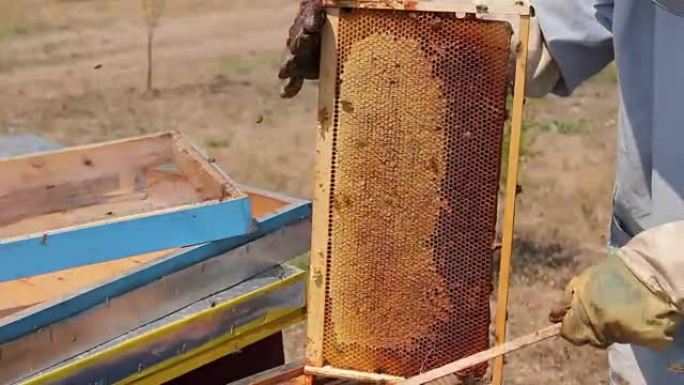 养蜂人正在用猪鬃摆脱蜜蜂