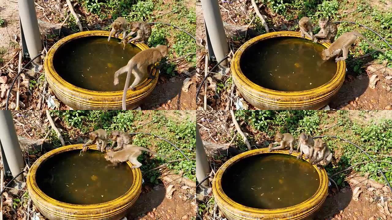 猴子在一碗水里抓了一只青蛙，然后和它一起玩。泰国