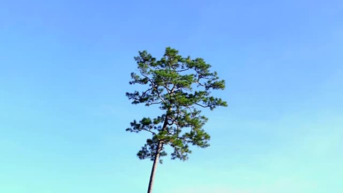 高大的热带松树与晴朗的天空背景延时拍摄