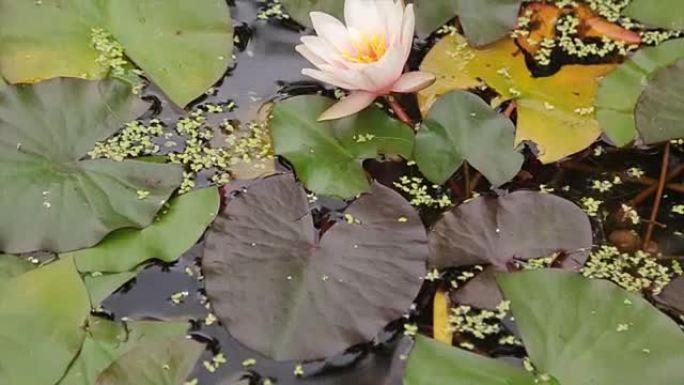 沼泽里美丽的花朵和树叶。沼泽莲花。湖里有花和叶。植物漂浮的绿色沼泽。荷花与黄色的花粉和绿色的叶子在池