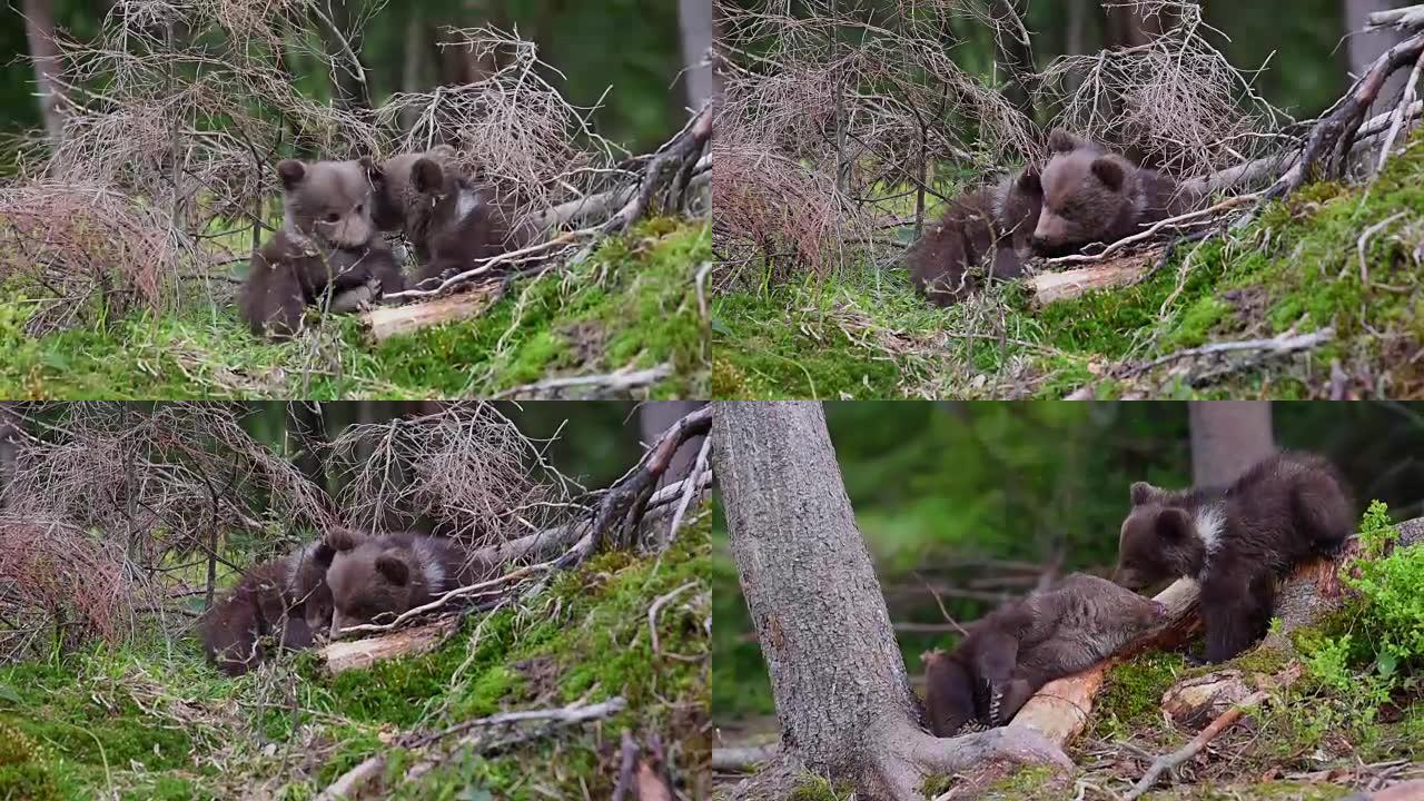 森林中的小熊