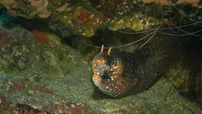 豹纹海鳗海底