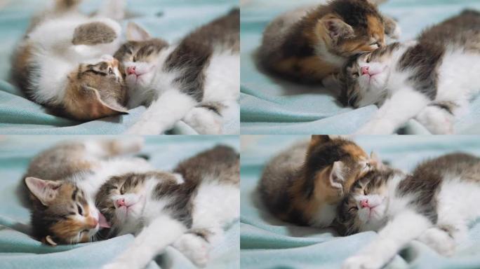 白色的两只小猫玩耍睡觉互相咬。两只有趣的咬人打架顽皮的小猫咪互相玩耍。两只小猫a是生活方式睡觉的宠物