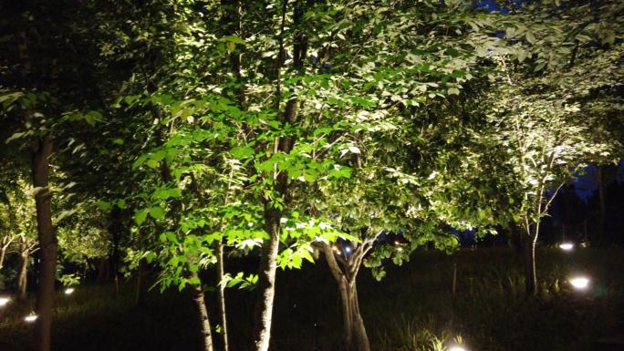 公园夜景灯光仰照树木叶倒影桥行人