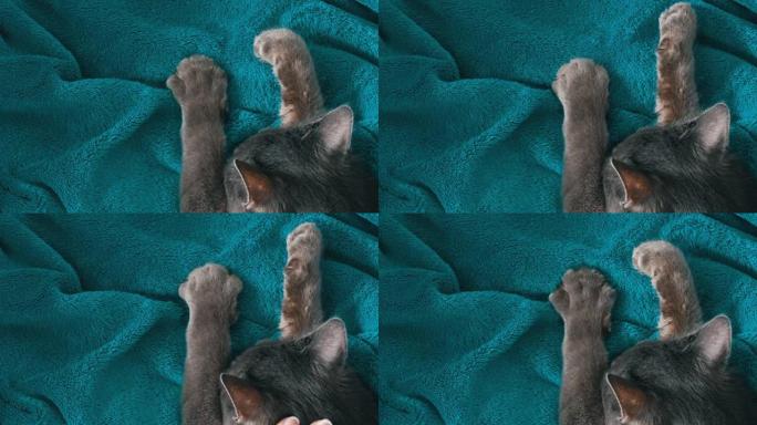 女性的手轻轻地抚摸着一只睡顶视图的灰猫的皮毛。猫用爪子发出咕噜声和按摩