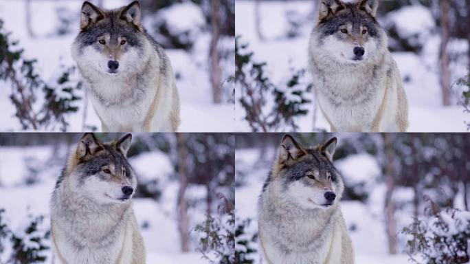 美丽的大狼的肖像在寒冷的森林