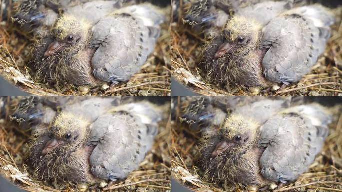 两只新生的鸽子在巢中