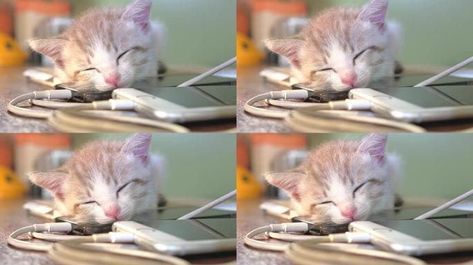 小猫正在用手机充电睡觉。