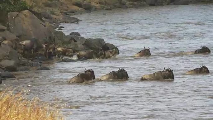 牛羚每年穿越马拉河