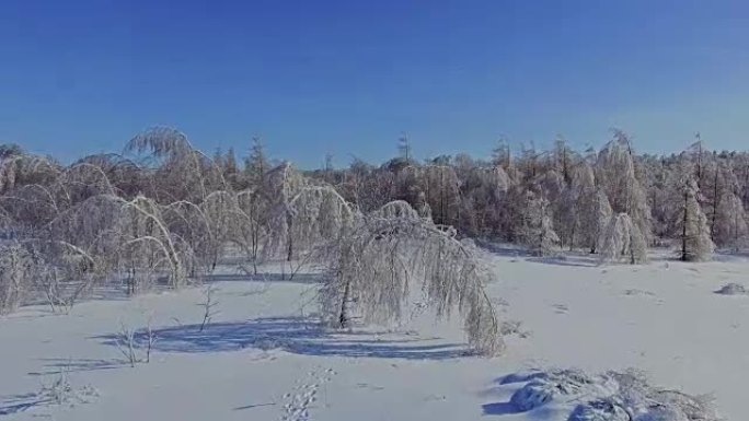 白桦树在雪的重压下