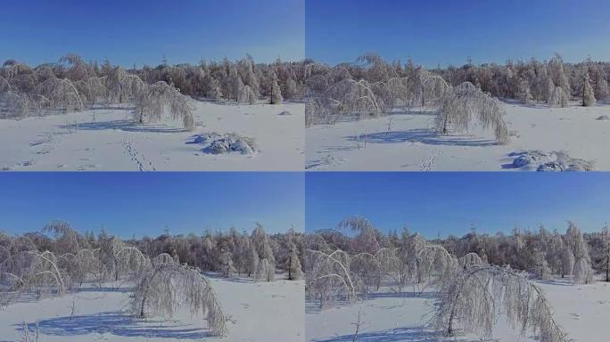 白桦树在雪的重压下