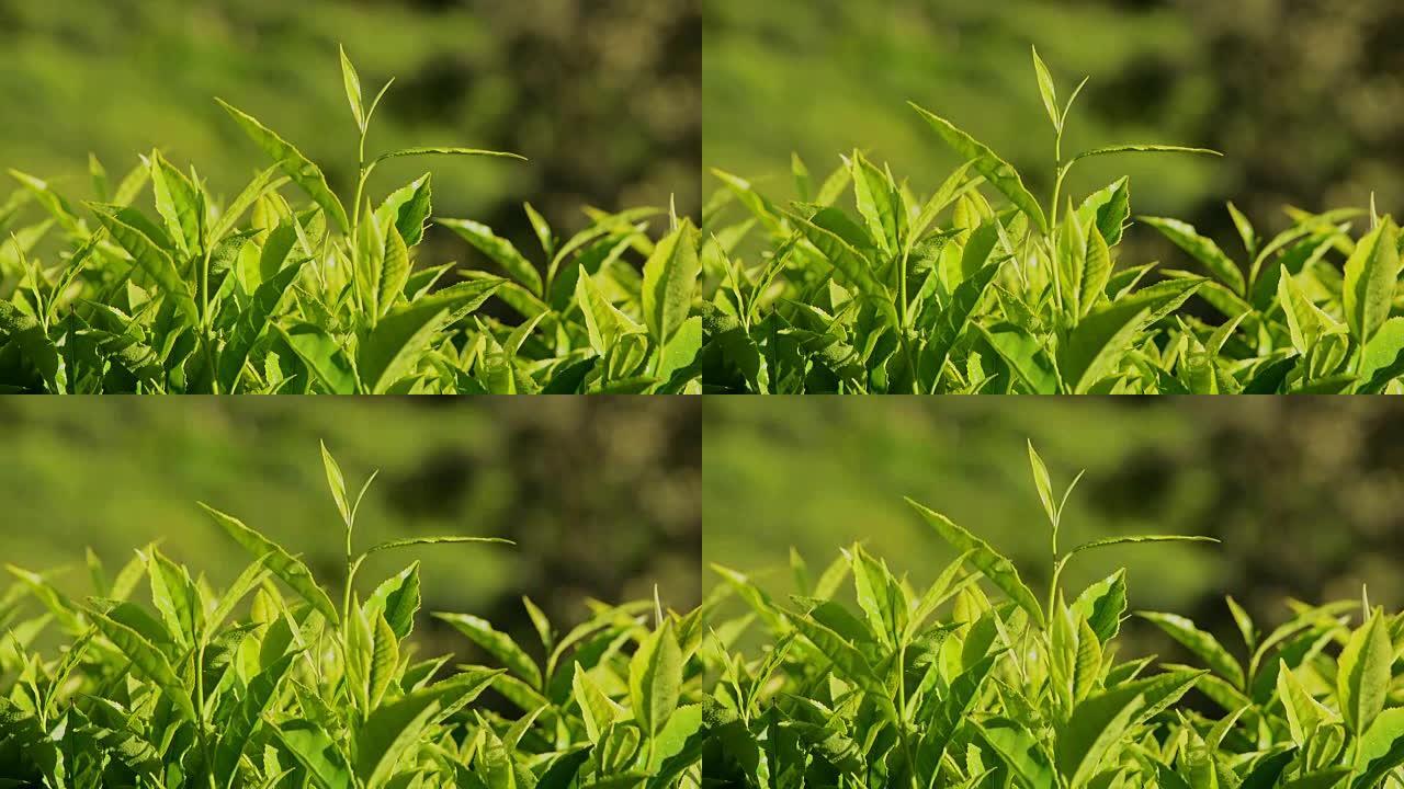 绿色的茶叶为风而招手