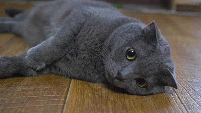 英国猫仰卧在地板上，试图入睡。快乐猫