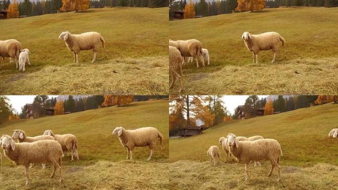 在多洛米蒂阿尔塔巴迪亚放牧的绵羊